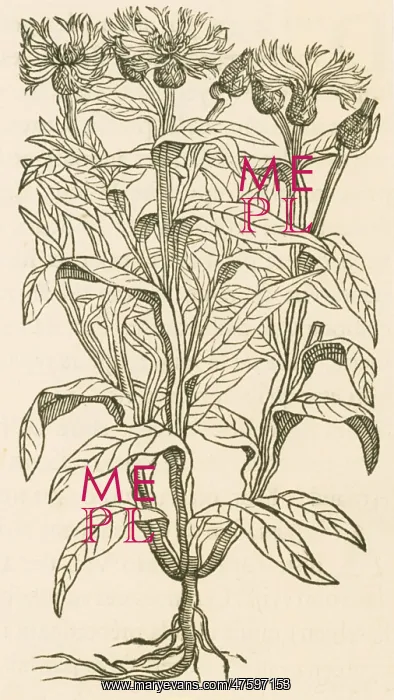  : Centaurea Montana, Bachelor's Button