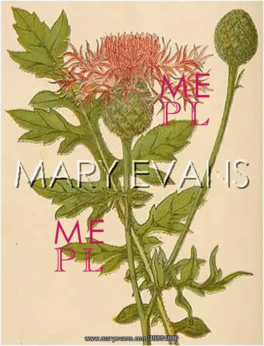  : CENTAUREA SCABIOSA