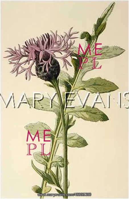  : CENTAUREA SCABIOSA