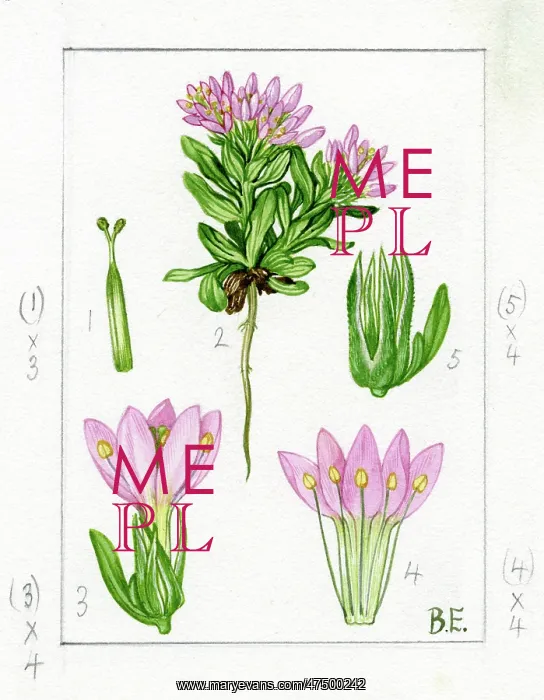 : Centaurium capitatum - centaury : Centaurium capitatum - centaury