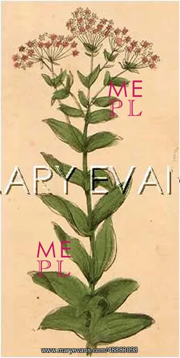  : CENTAURIUM ERYTHRAEA
