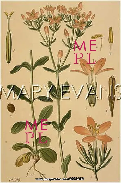  : CENTAURIUM ERYTHRAEA