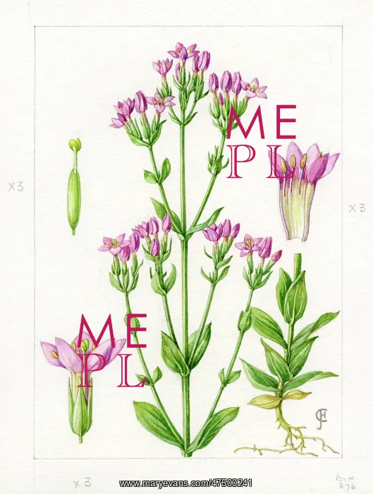 : Centaurium erythraea - common centaury : Centaurium erythraea - common centaury