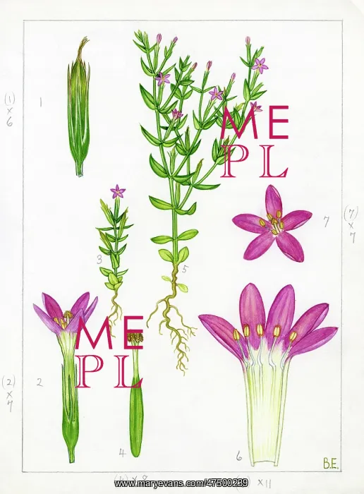 : Centaurium pulchellum - lesser centaury : Centaurium pulchellum - lesser centaury
