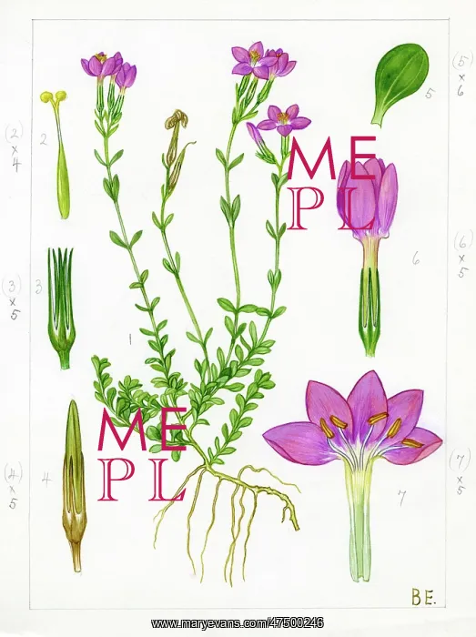 : Centaurium scilloides - perennial centaury : Centaurium scilloides - perennial centaury