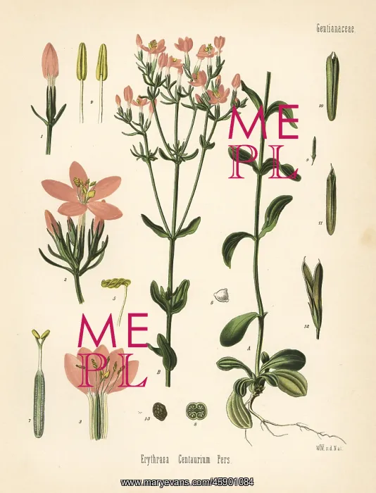 : Centaury, Centaurium erythraea : Centaury, Centaurium erythraea