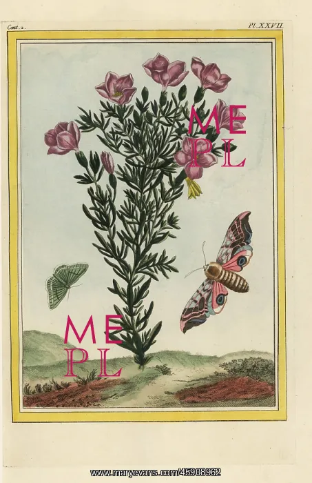 : Centaury, Centaurium erythraea with eyed sphinx : Centaury, Centaurium erythraea with eyed sphinx