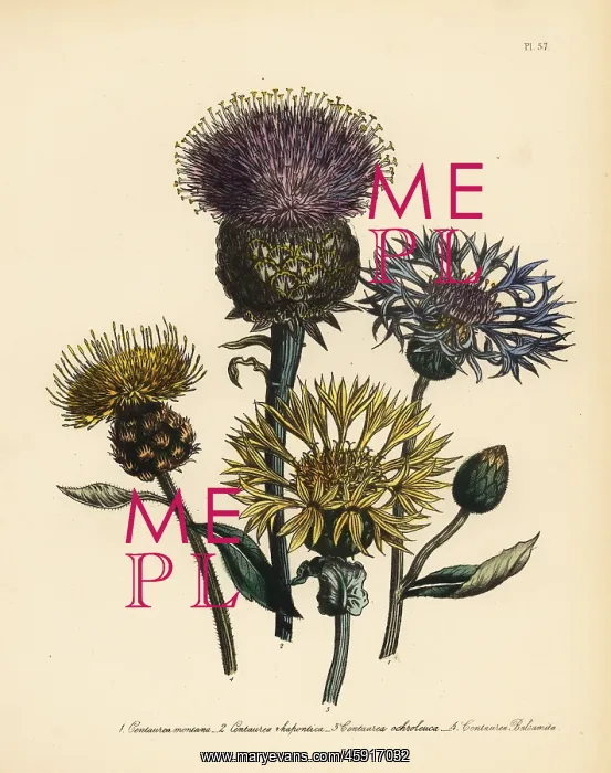 : Centaury species : Centaury species