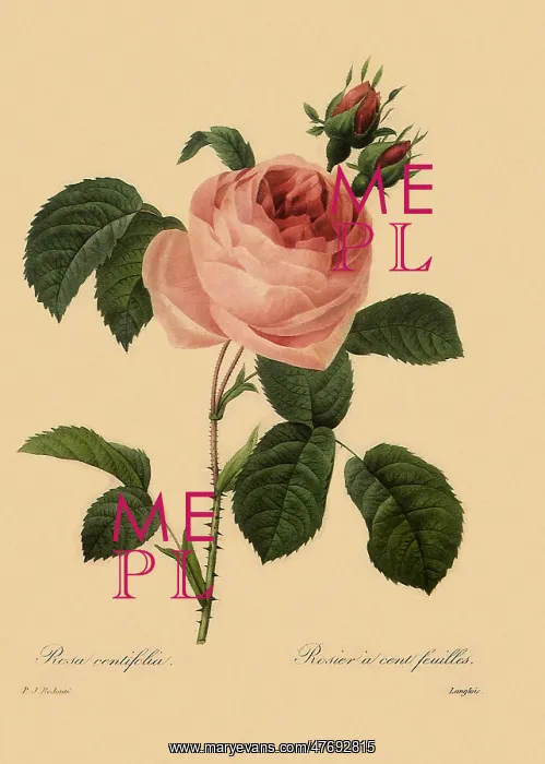 : Centifolia Rose : Centifolia Rose