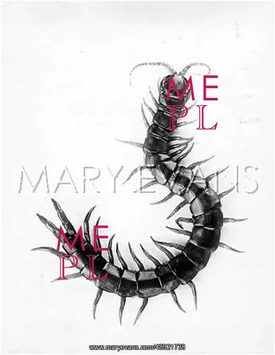  : A CENTIPEDE