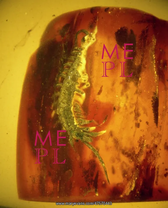  : Centipede in Baltic amber