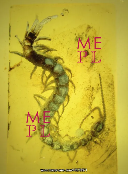: Centipede in Baltic amber : Centipede in Baltic amber