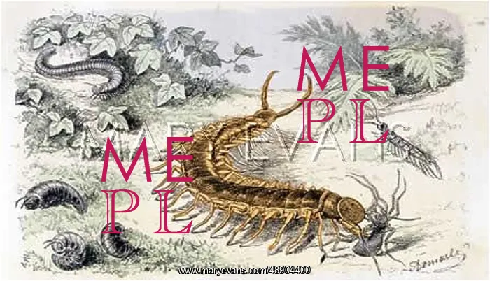 : CENTIPEDE AT LUNCH : CENTIPEDE AT LUNCH