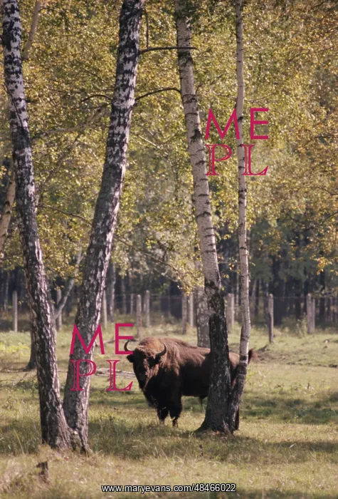  : At Central Farm for European Bisons