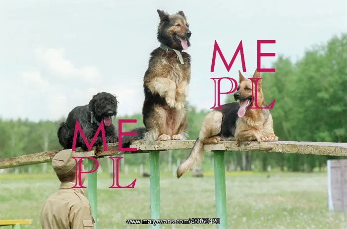 : Central Military School where working dogs are trained, 1994 : Central Military School where working dogs are trained, 1994