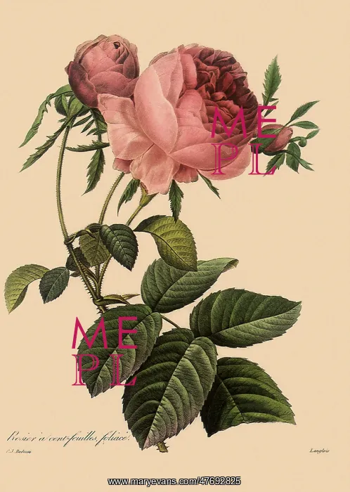 : Centrifolia Rose : Centrifolia Rose
