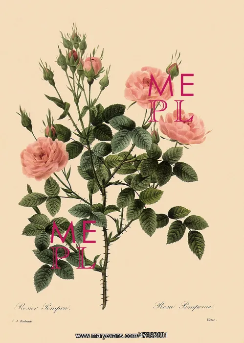 : Centrifolia Rose : Centrifolia Rose