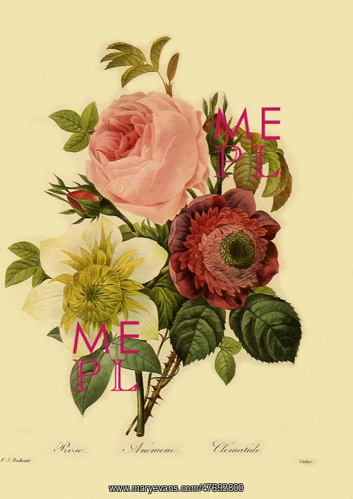 : Centrifolia Rose, Double Anemone and Double Clematis : Centrifolia Rose, Double Anemone and Double Clematis