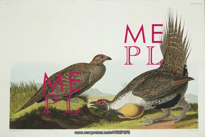: Centrocercus urophasianus, greater sage grouse : Centrocercus urophasianus, greater sage grouse