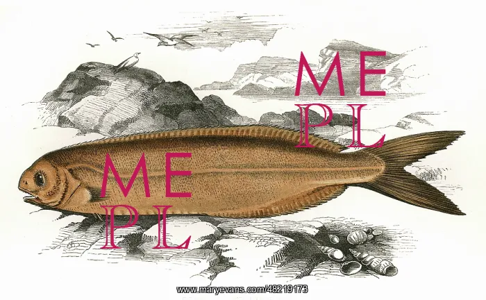 : Centrolophus Britannicus, or Cornish Centrolophus : Centrolophus Britannicus, or Cornish Centrolophus