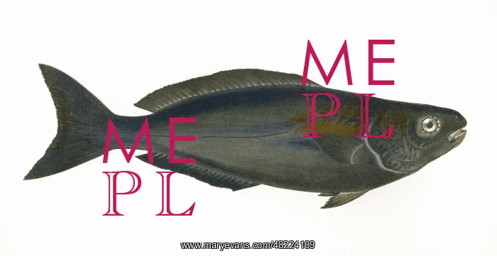 : Centrolophus pompilus, or Blackfish : Centrolophus pompilus, or Blackfish