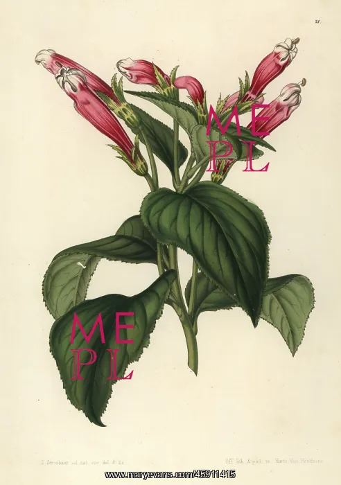 : Centropogon coccineus : Centropogon coccineus