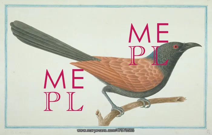 : Centropus sinensis, greater coucal : Centropus sinensis, greater coucal