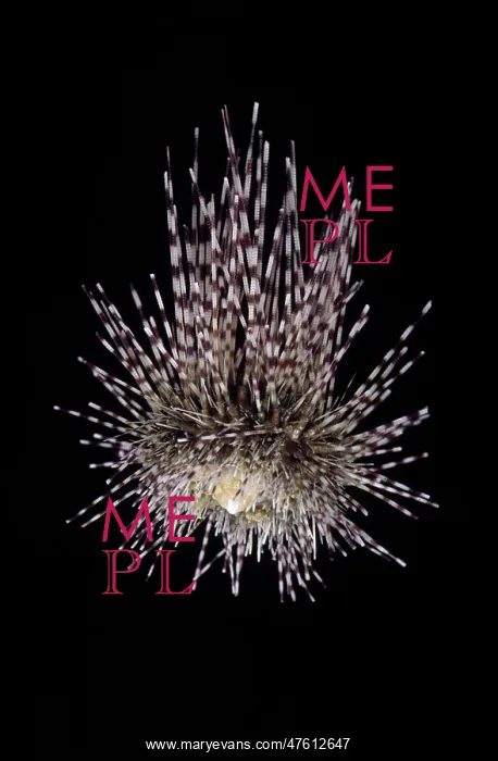 : Centrostephanus longispina, echinoid : Centrostephanus longispina, echinoid