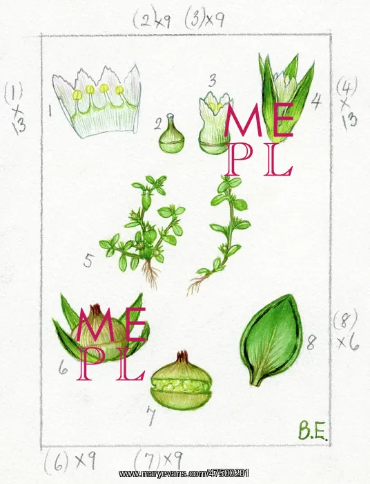 : Centunculus minimus - chaffweed : Centunculus minimus - chaffweed