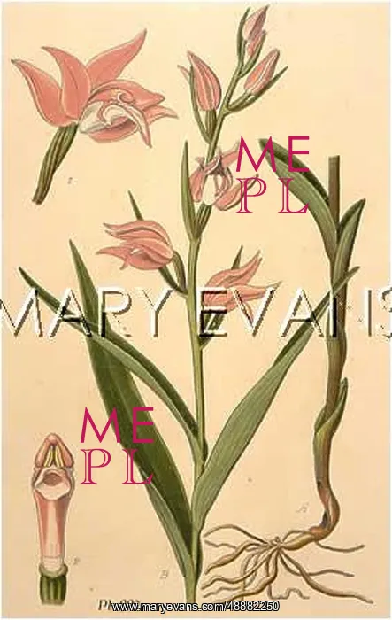  : CEPHALANTHERA RUBIS