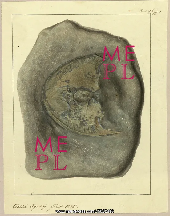 : Cephalaspis Lyelli : Cephalaspis Lyelli