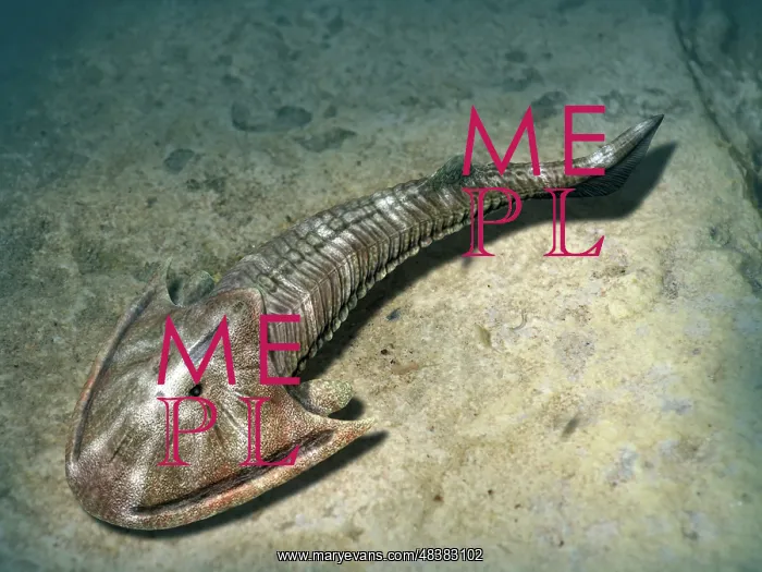 : Cephalaspis lyelli jawless fish from the Early Devonian of ? : Cephalaspis lyelli jawless fish from the Early Devonian of ?