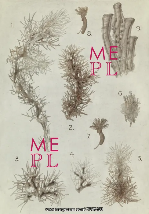 : Cephalodiscus species : Cephalodiscus species