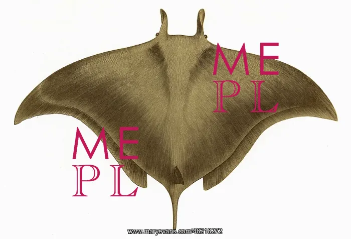 : Cephaloptera Giorna, or Ox Ray : Cephaloptera Giorna, or Ox Ray