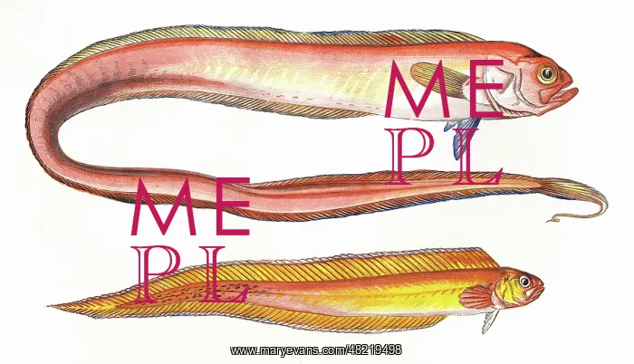 : Cepola macrophthalma, or Red Bandfish : Cepola macrophthalma, or Red Bandfish