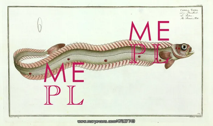 : Cepola taenia or the Band-fish : Cepola taenia or the Band-fish