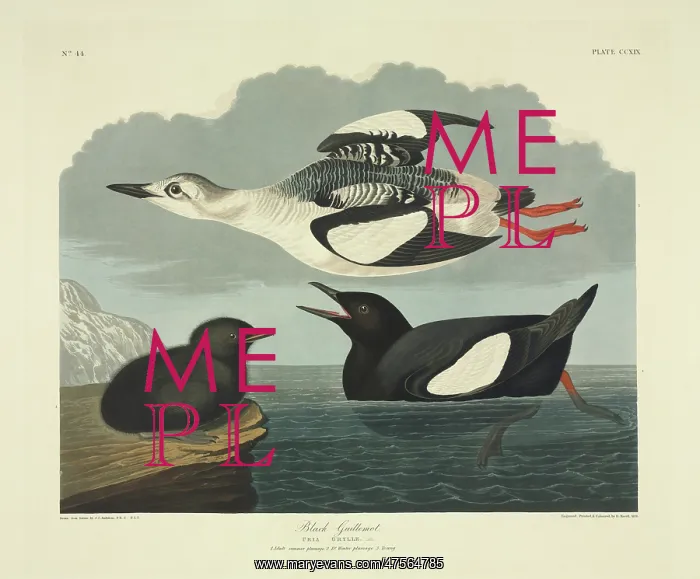 : Cepphus grylle, black guillemot : Cepphus grylle, black guillemot