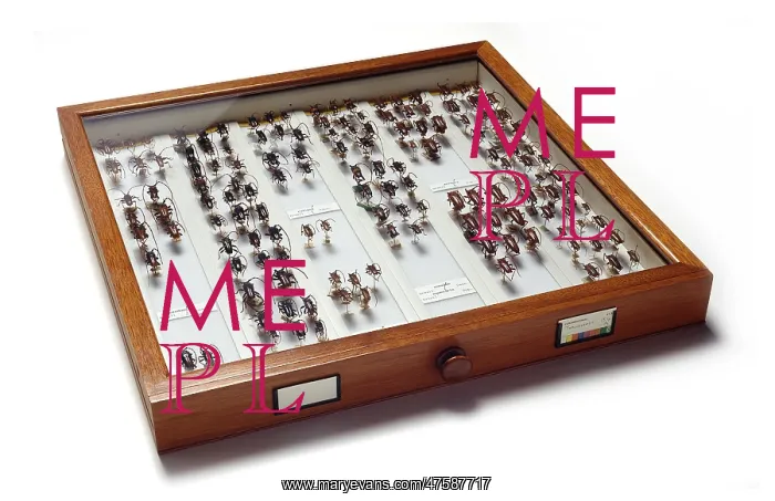: Cerambycinae specimen drawer : Cerambycinae specimen drawer