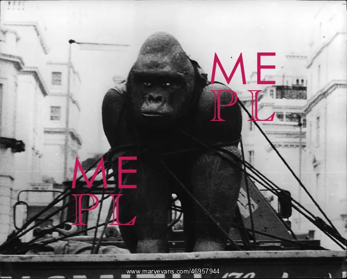 : Ceramic gorilla sculpture by Peter Edwards : Ceramic gorilla sculpture by Peter Edwards