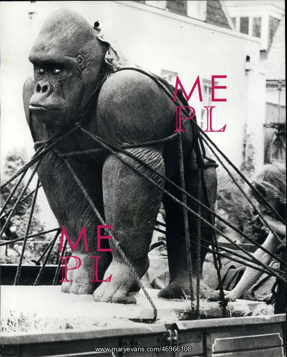 : Ceramic gorilla sculpture by Peter Edwards : Ceramic gorilla sculpture by Peter Edwards