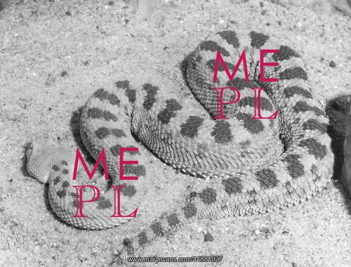  : CERASTES VIPER