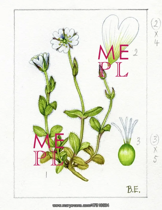 : Cerastium alpium - alpine mouse-ear : Cerastium alpium - alpine mouse-ear