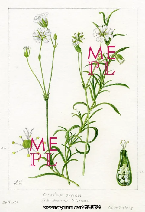 : Cerastium arvense - field chickweed : Cerastium arvense - field chickweed