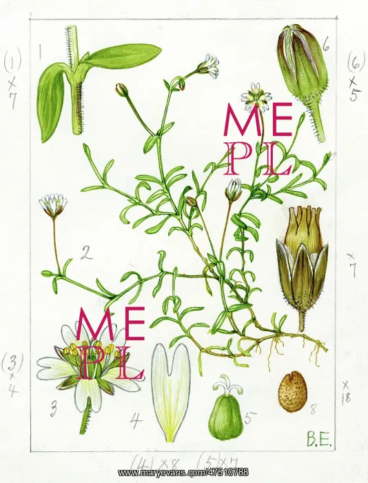 : Cerastium cerastoides - mountain chickweed : Cerastium cerastoides - mountain chickweed