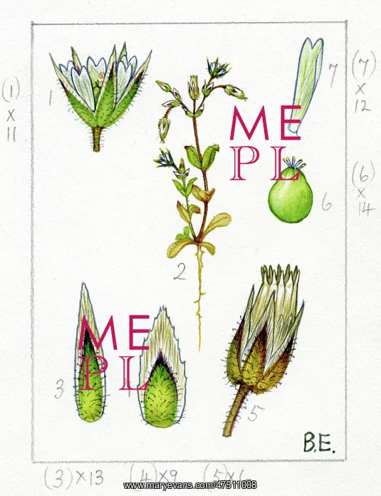 : Cerastium semidecandron - Little mouse-ear : Cerastium semidecandron - Little mouse-ear