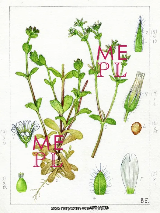 : Cerastium viscosum - sticky chickweed : Cerastium viscosum - sticky chickweed