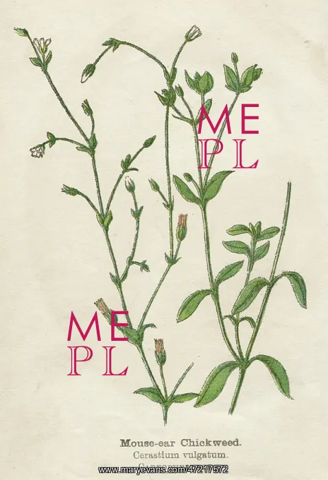  : CERASTIUM VULGATUM