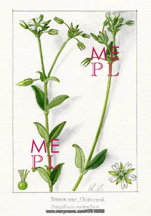 : Cerastium vulgatum - Mouse-ear Chickweed : Cerastium vulgatum - Mouse-ear Chickweed