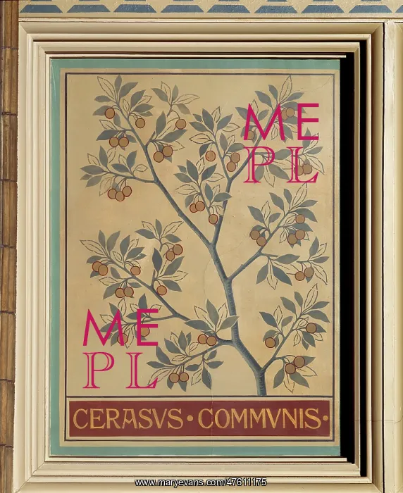 : Cerasus communis, sour cherry : Cerasus communis, sour cherry