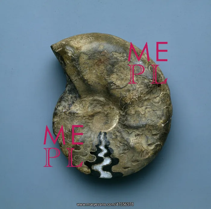 : Ceratites nodosus, ammonoid : Ceratites nodosus, ammonoid